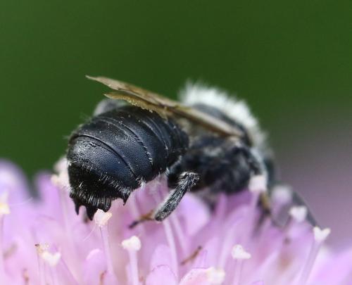 Hoplitis bisulca